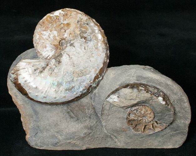 Two Discoscaphites Ammonites - South Dakota #17046